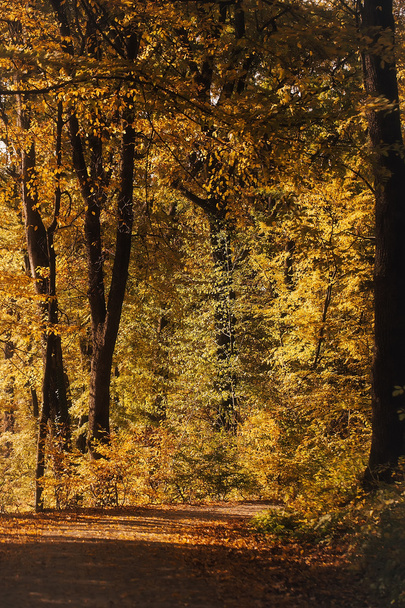 Beautiful yellow trees - Фото, изображение