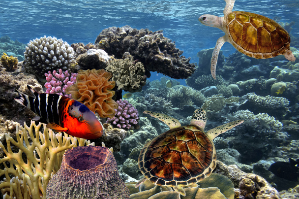 Tropische Fische. Unterwasserwelt. Rotes Meer - Foto, Bild