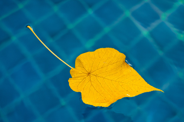 水の黄色い葉 - 写真・画像
