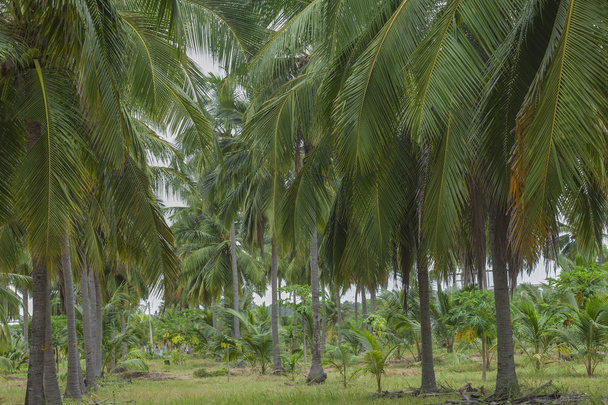 Palmenstrand Ozeaninsel - Foto, Bild