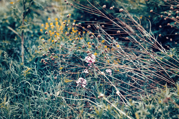 Piękne bajki marzycielski magiczne pole dzikich kwiatów, trawy i słomki, stonowanych się z filtrem vsco instagram w retro vintage wyprane pastelowych stylu, nieostrość selektywne, refleksy słońca, lato - Zdjęcie, obraz