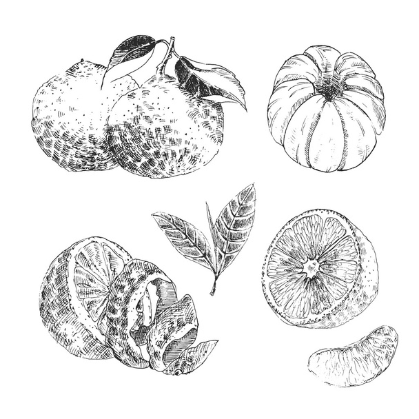 Vintage Ink hand drawn collection of citrus fruits sketch - lemon, tangerine, orange - Vettoriali, immagini