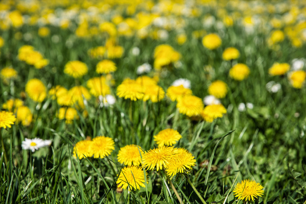 Yellow dandelions and ox-eye daisies in the meadow, seasonal nat - Fotó, kép