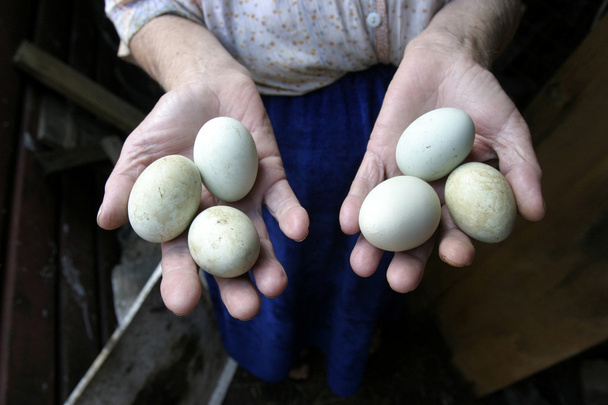 Manos y huevos
 - Foto, Imagen