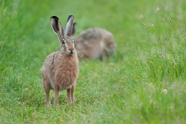 野生のウサギ - 写真・画像