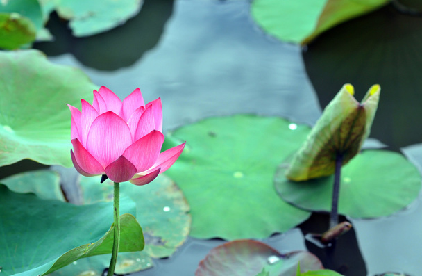 asiatische rosa Lotusblume - Foto, Bild
