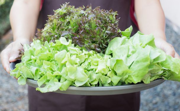 Hand on group of salad vegetable - Photo, Image