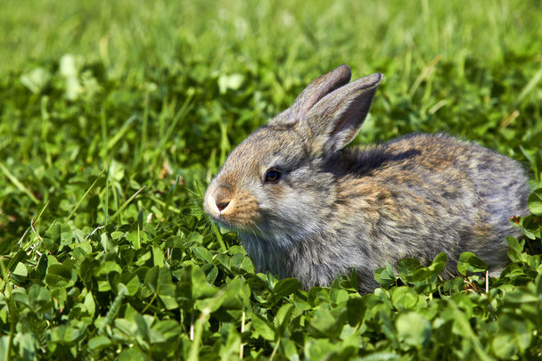 El pequeño conejo gris en la hierba
 - Foto, imagen