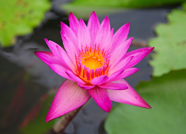 Violet lotus - Photo, Image