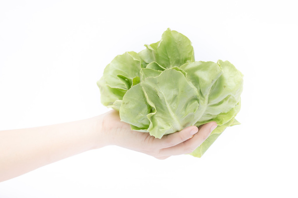 Hand on group of salad vegetable on white background - Photo, Image