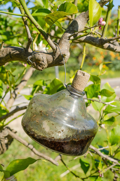 Traditional citrus tree fly trap - Photo, Image