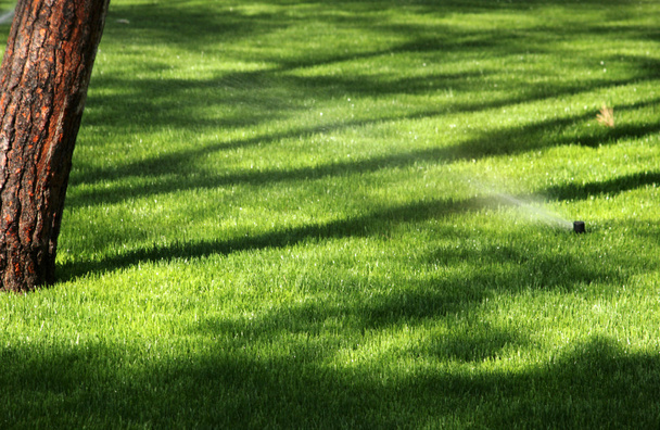 watering the grass with sprinkler system   - Photo, Image