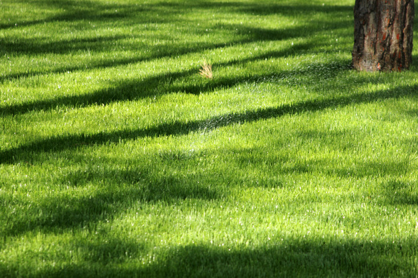 kastelu ruoho sprinklerijärjestelmä
   - Valokuva, kuva