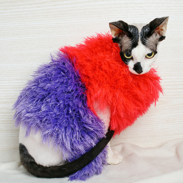 Gato esfinge con jersey rojo y púrpura
 - Foto, Imagen