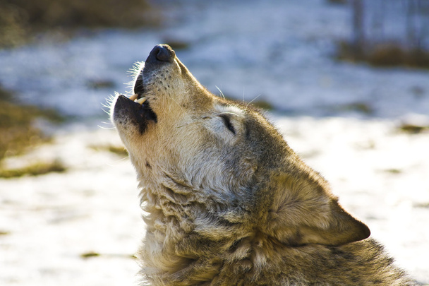 Kopf des Wolfes - Foto, Bild