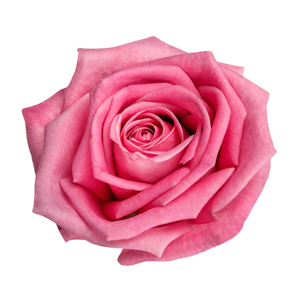 Rosa rosa cabeza aislada sobre fondo blanco
 - Foto, imagen
