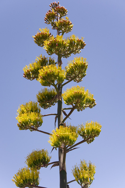 雄大なリュウゼツランの植物 - 写真・画像