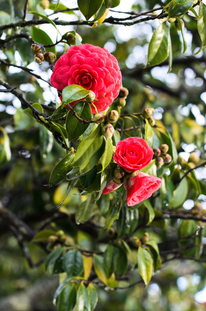 Camellia in the tree - Photo, Image