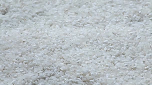 Ziarna ryżu białego - Materiał filmowy, wideo