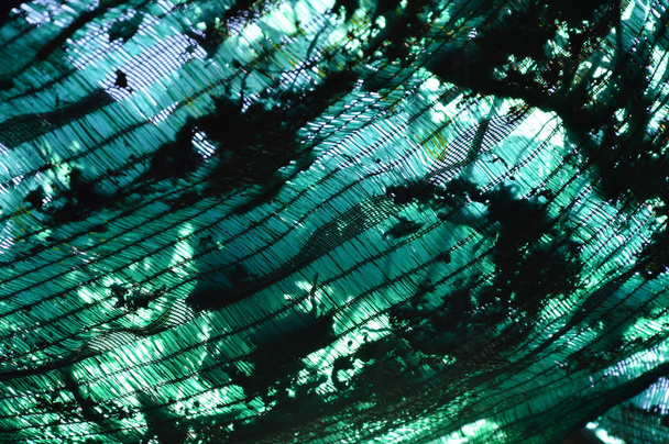 chute de feuilles sèches sur filet d'ombrage
 - Photo, image