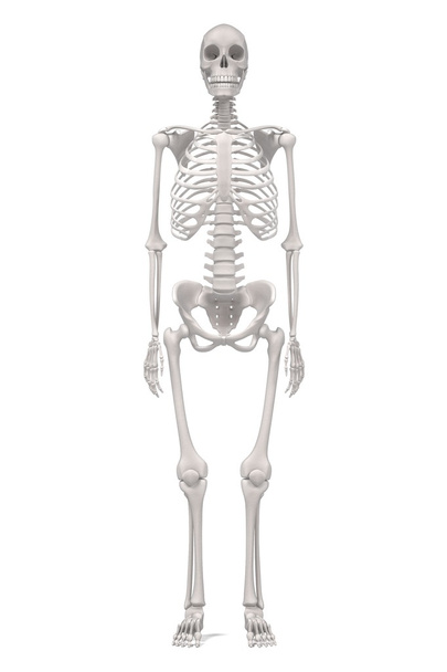 3D visszaadás-ból női csontváz - Fotó, kép