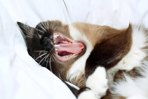 Cat wake up - Фото, изображение