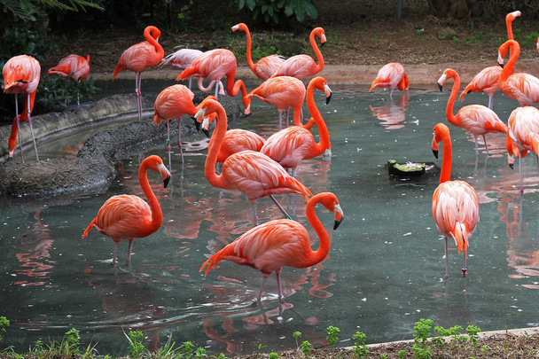 Flamingos in their natural habitat - Photo, Image