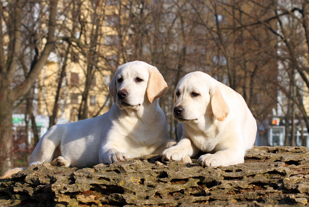dos cachorros labradores felices amarillos en jardín
 - Foto, Imagen