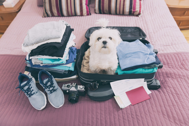 Perro sentado en la maleta
 - Foto, imagen