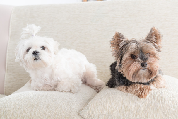 Dos perros en el sofá
 - Foto, imagen