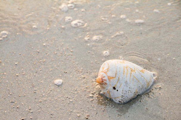 Muschelschale am Strand mit Wellen. Selektiver Fokus - Foto, Bild