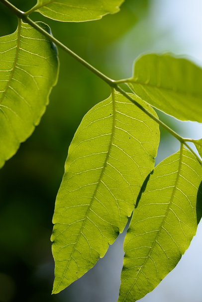 Neem leaves, Azadirachta indica, medicinal plant
 - Фото, изображение