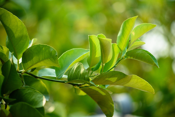 Listy čerstvého bergamotu s pozadím bokeh - Fotografie, Obrázek