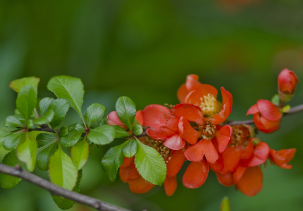 Japanese quince in bloom background. Red flower blossom in the park at spring - Photo, Image