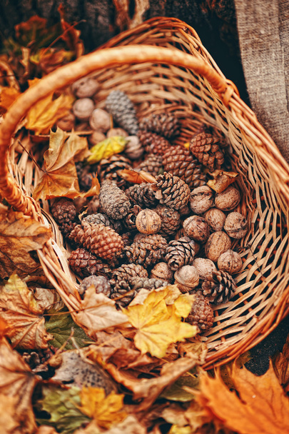 Many cones in a basket on autumn ground - Φωτογραφία, εικόνα
