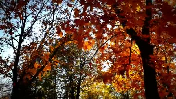 podzimní procházka v lese - Záběry, video
