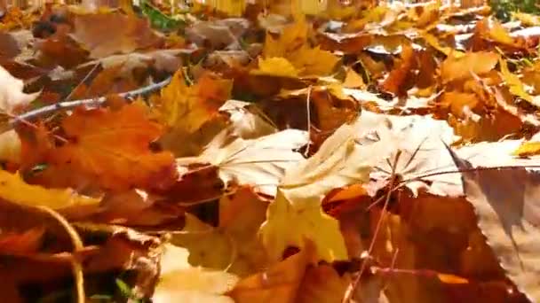Moving through in autumn leaves - Footage, Video