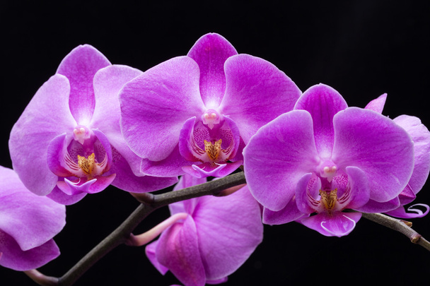 Beyaz arka plan üzerinde izole pembe çizgili orkide çiçek - Fotoğraf, Görsel