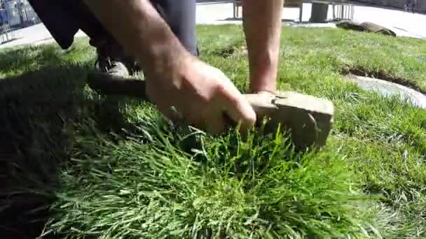 Yeni bir çim ağır çekim için bir balta ile çim işçi keser - Video, Çekim