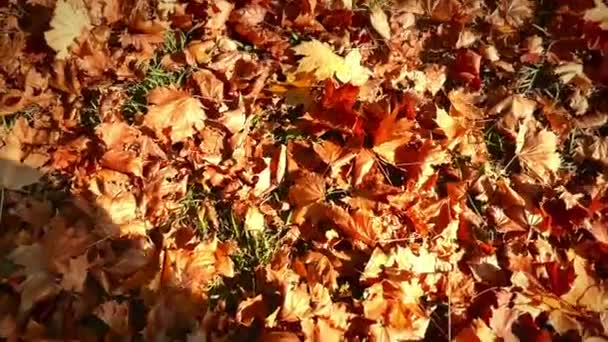 Durchzug im Herbstlaub - Filmmaterial, Video