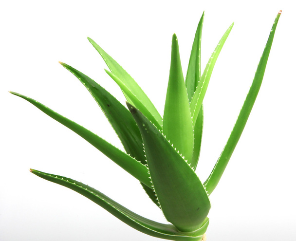 Aloe vera plant isolated on white. - Foto, imagen