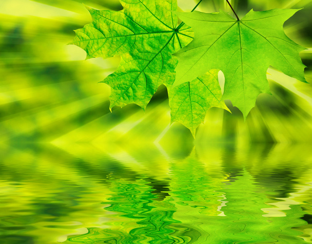 Зеленый лист
 - Фото, изображение