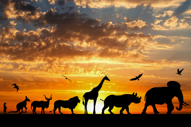 Silhouettes of animals on golden cloudy sunset background - Photo, Image