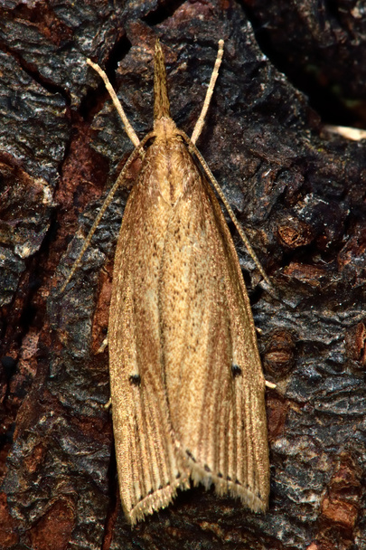 Chilo phragmitella micro moth from above - Photo, Image