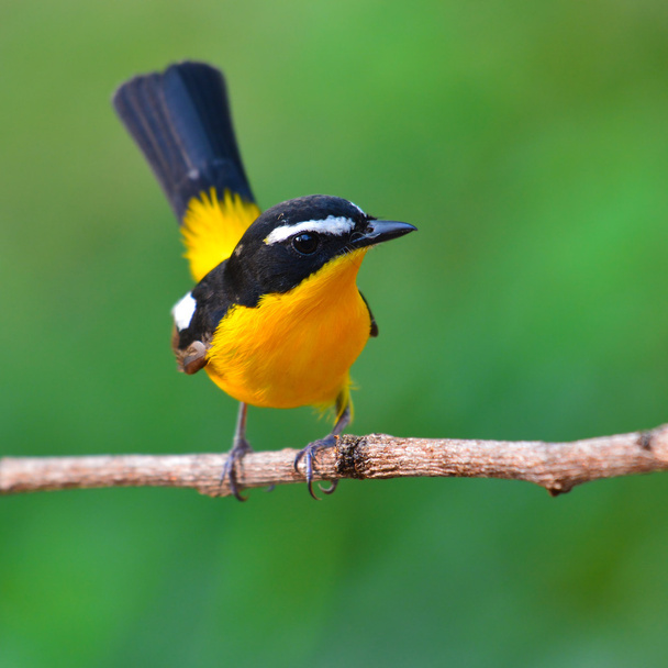 Uccello Acchiappamosche giallo
 - Foto, immagini