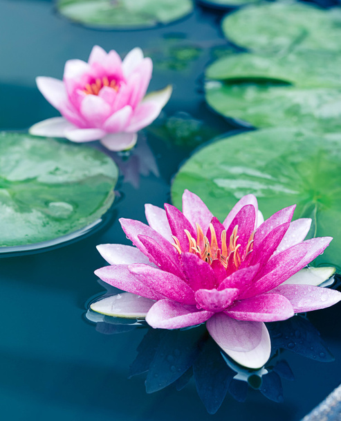 Закрыть красивый розовый лотос, водяная лилия
 - Фото, изображение