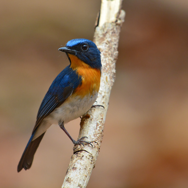 λόφο μπλε flycatcher bird - Φωτογραφία, εικόνα