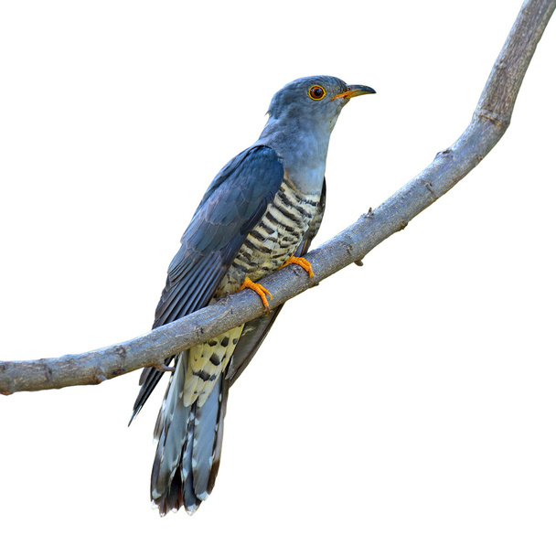 Pássaro-cuco-do-Himalaia
 - Foto, Imagem