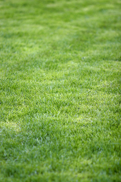 Campo de hierba nuevo 1
 - Foto, Imagen