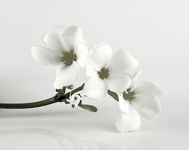 Plumeria close up isolated on white background - 写真・画像